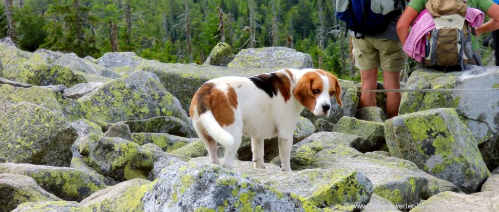 Wanderungen mit Hund Bayerischer Wald hundefreundliche Ausflugsziele