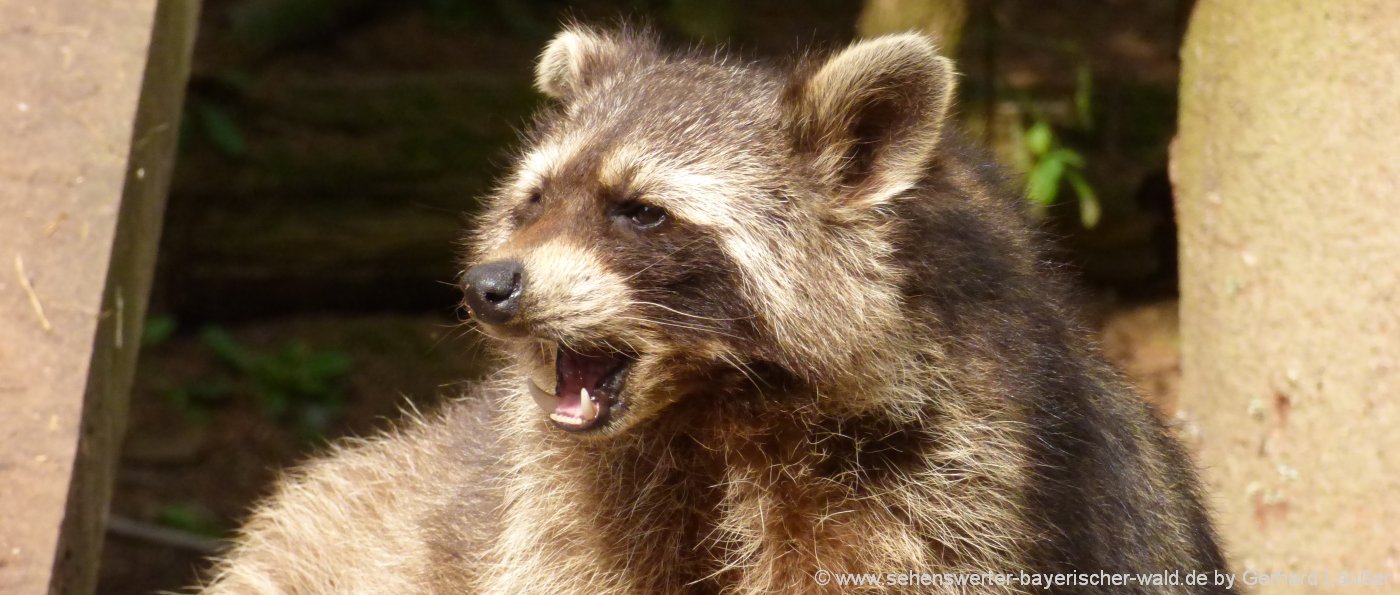 Tierpark Straubing der Zoo in Ostbayern Waschbär