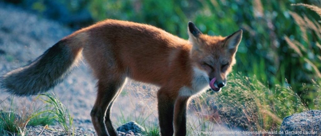 Wildpark Bayerischer Wald Wildtiergehege Fuchs Bild