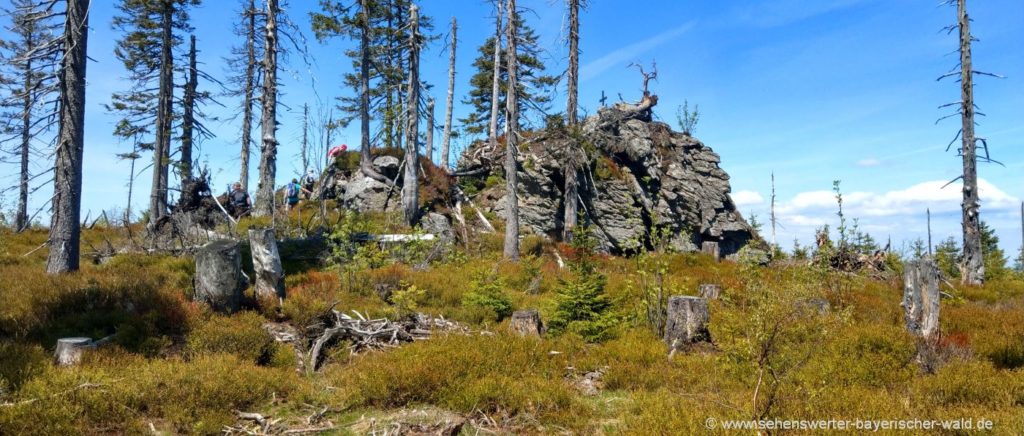 Svaroh (Zwercheck) Gipfel auf der tschechischen Seite Wandern am Zwercheck Gipfelkreuz Svaroh in Tchechien