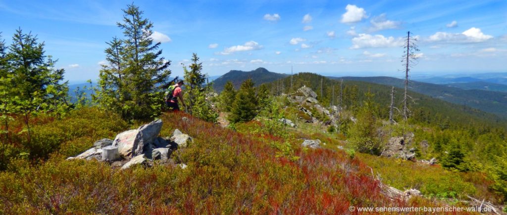 zwercheck-kammwanderung-osser-gipfelsteig-bayerischer-wald